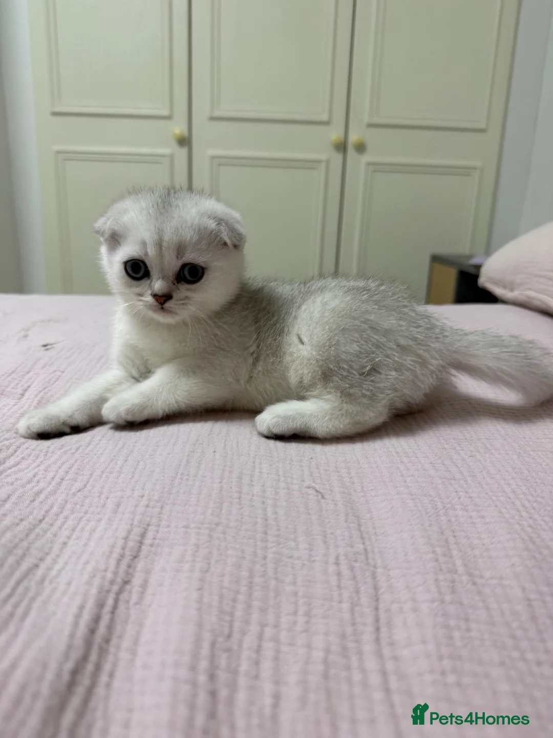 Scottish Fold cats for sale: Scottish fold TICA registered - Advert 17