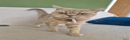 British Shorthair cats for sale: 5 British short hair x tabby kittens  - Advert 8