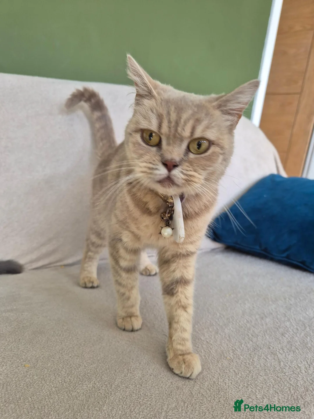 British Shorthair cats for sale: 5 British short hair x tabby kittens  - Advert 8