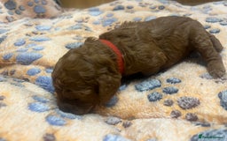 Cockapoo dogs for sale: Beautiful cockerpoo puppies  - Image 28