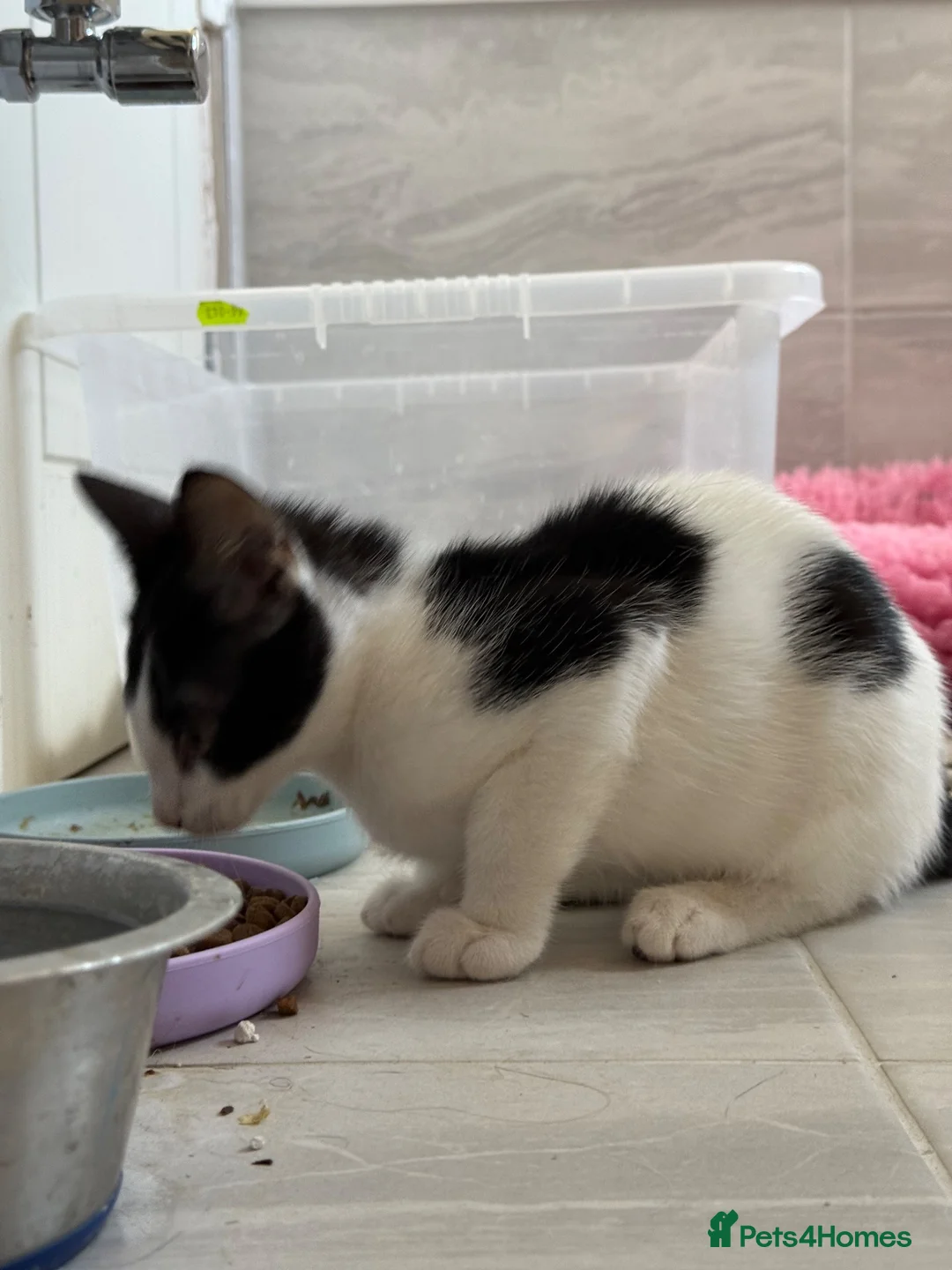 Mixed Breed cats for sale: Two cats for sale  - Advert 4