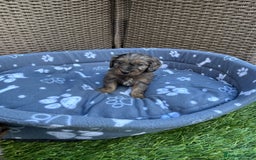 Cockapoo dogs for sale: Gorgeous cockapoo puppies - Image 13