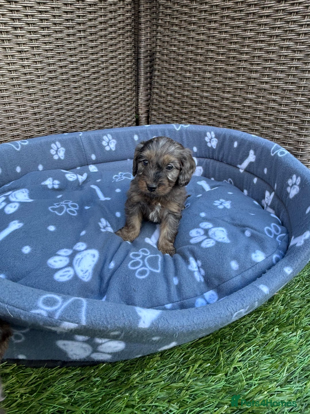 Cockapoo dogs for sale: Gorgeous cockapoo puppies - Image 13