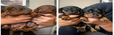 Miniature Dachshund 3