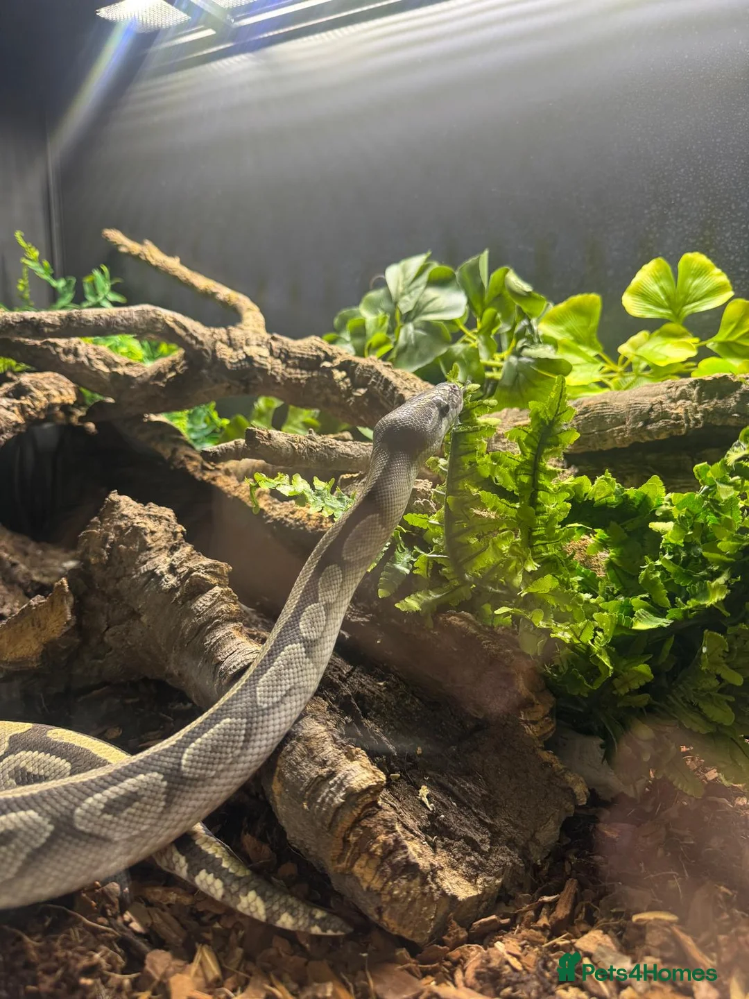 Python Snake reptiles for sale: Adult Female Mojave Hypo - Advert 9