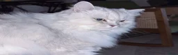 Persian cats for sale: LOVING CAT NEEDS REHOMING  - Advert 3