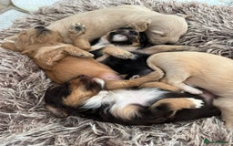 Mixed Breed dogs for sale: REDUCED - Cockapoochi Puppies - READY TO VIEW 🐶 - Image 23