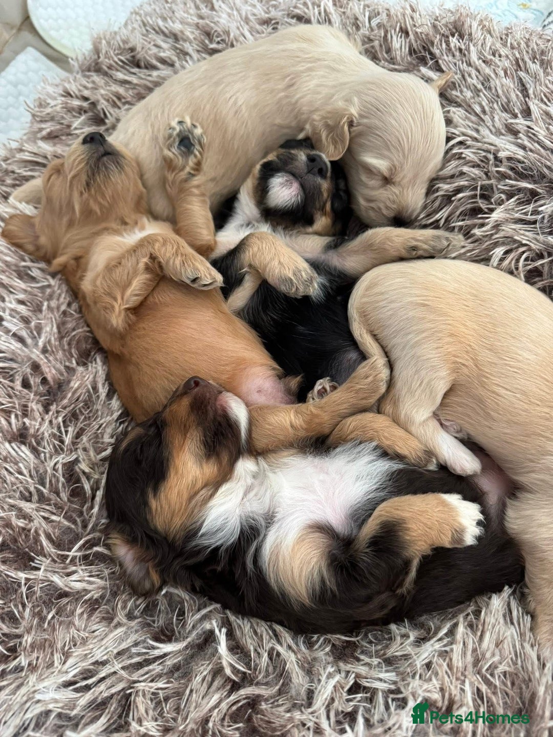 Mixed Breed dogs for sale: REDUCED - Cockapoochi Puppies - READY TO VIEW 🐶 - Image 23