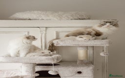 Ragdoll cats for sale: Amazing Ragdoll kittens - Image 18