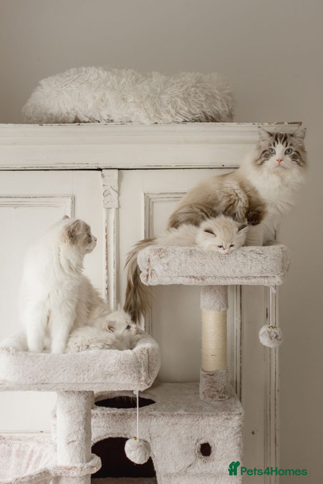 Ragdoll cats for sale: Amazing Ragdoll kittens - Image 18