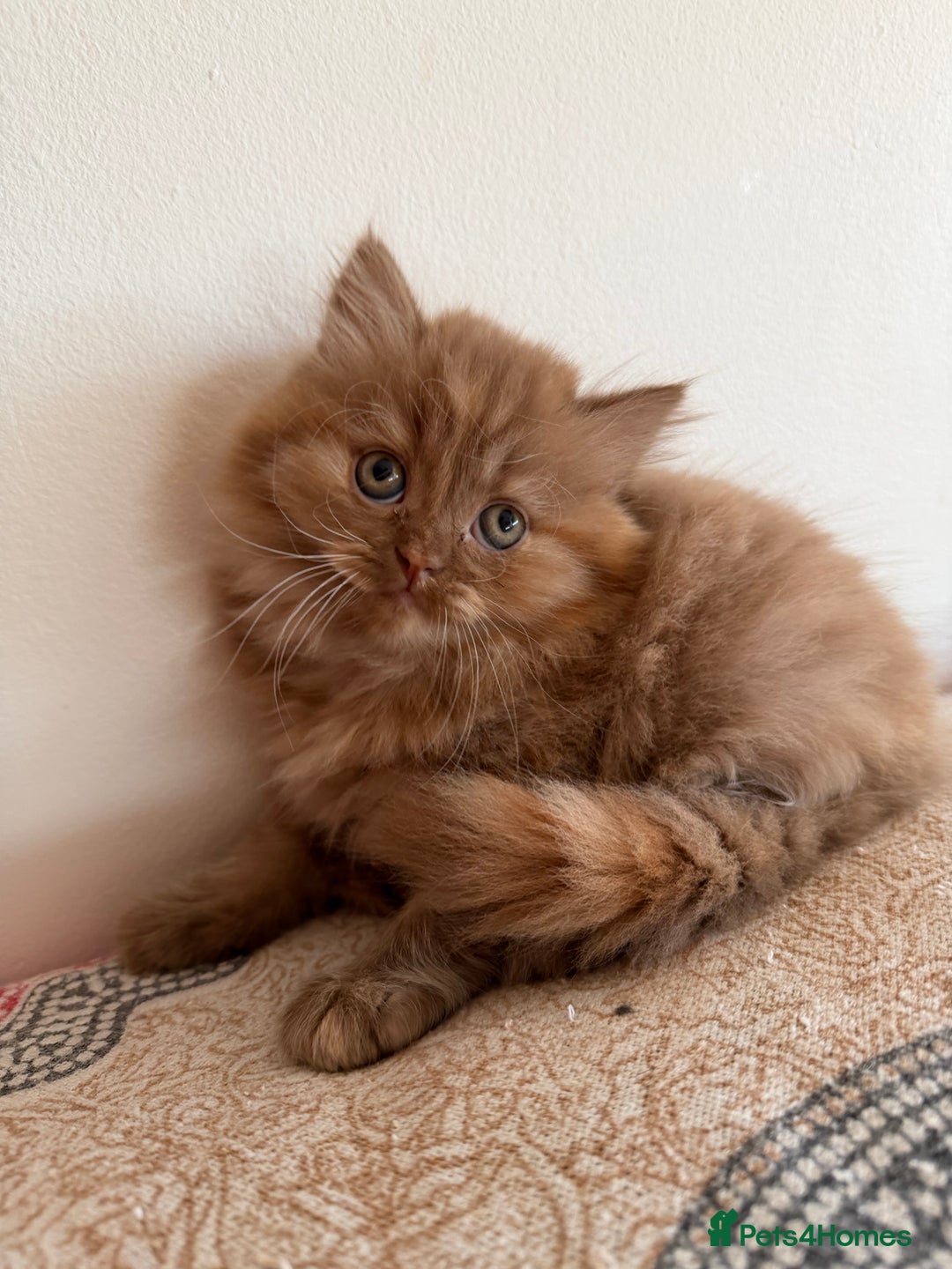 British Longhair cats for sale: British Longhair girls TICA registered  - Advert 25