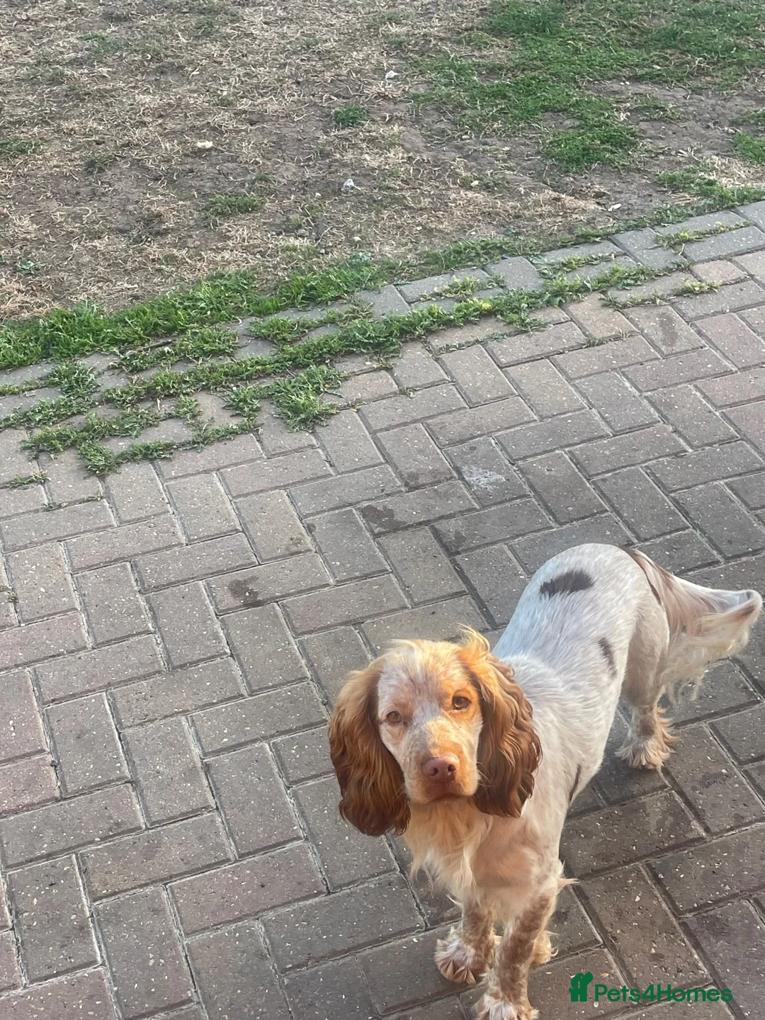 Cocker Spaniel dogs for stud: Stud dog show cocker Spaniel roan  - Advert 3