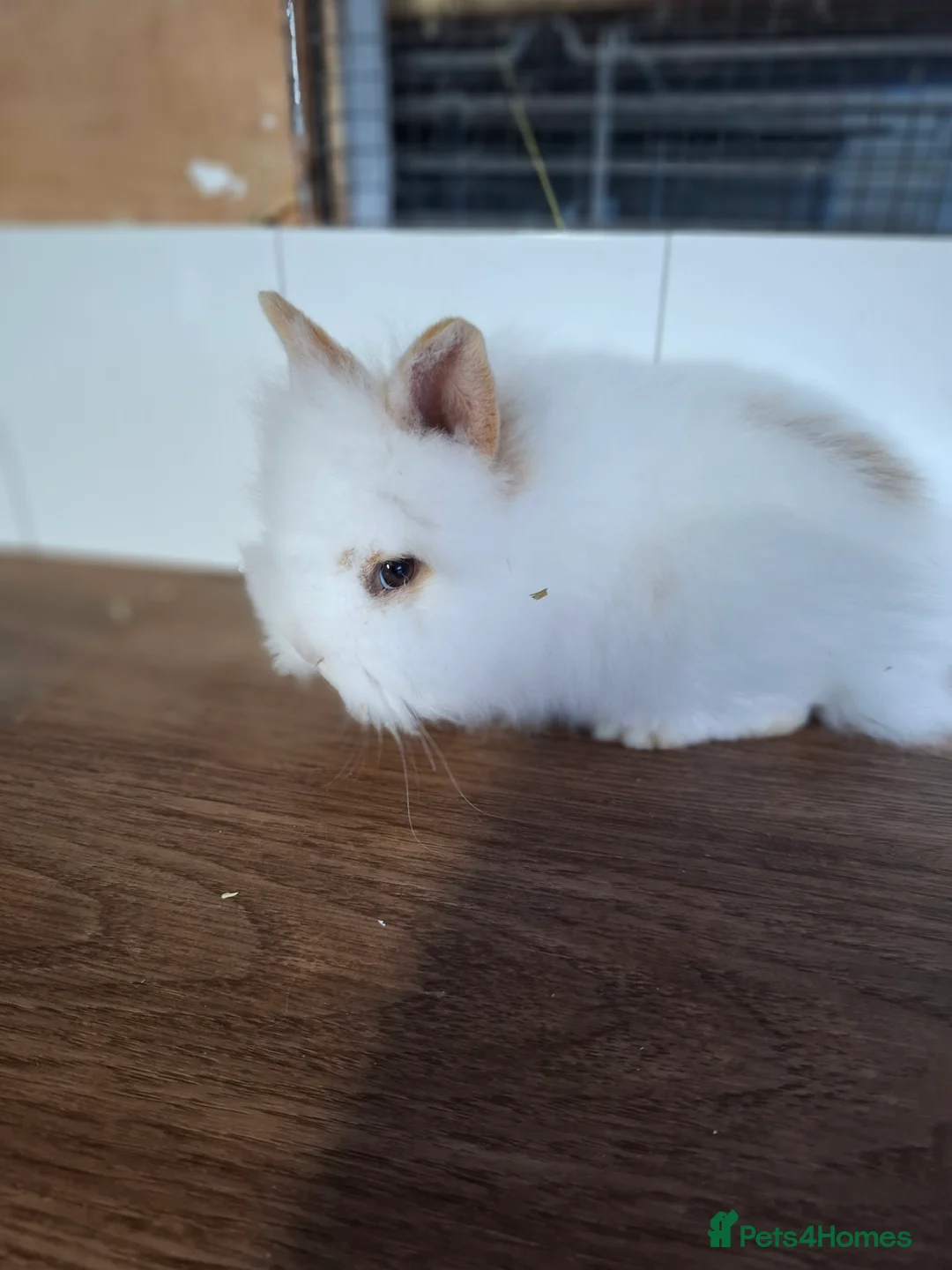 Lionhead rabbits for sale: DOUBLE MANED - Advert 3