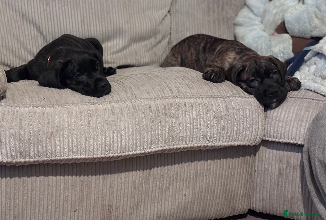 Presa Canario dogs for sale: Presa Canario Puppies  - Advert 10