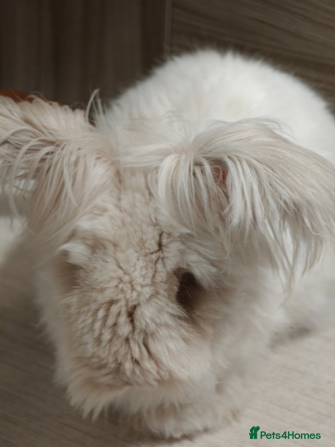Angora rabbits for sale: Angora Rabbits  - Advert 2