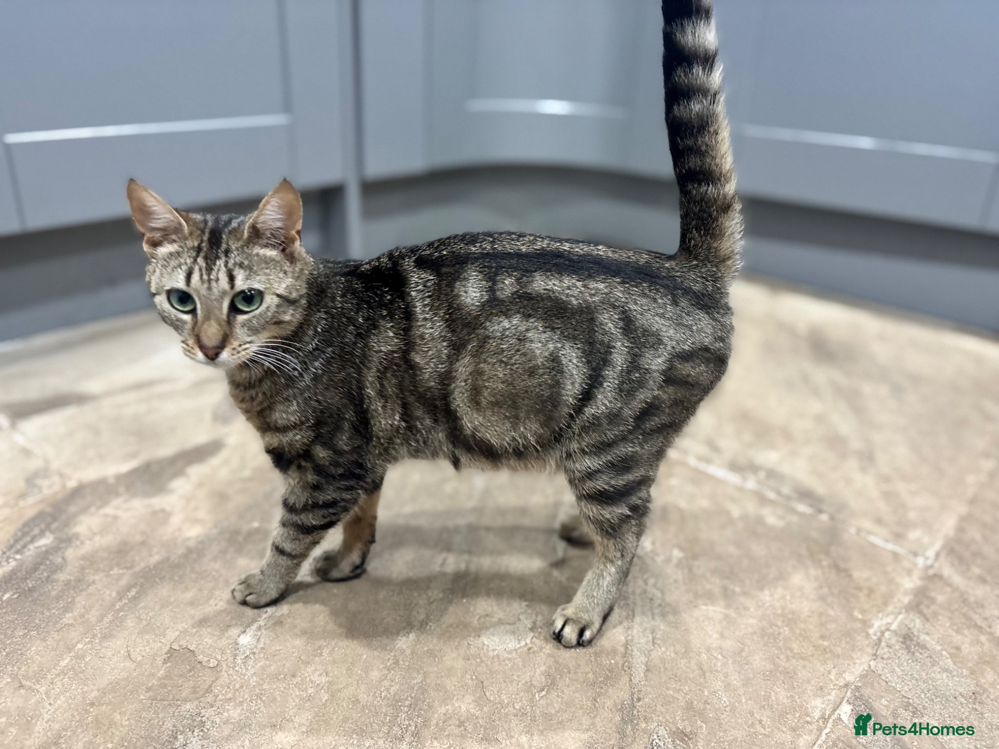 Mixed Breed cats Gorgeous kittens looking for forever homes - Advert 2