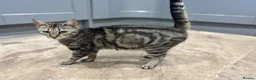 Mixed Breed cats for sale: Gorgeous kittens looking for forever homes - Advert 1