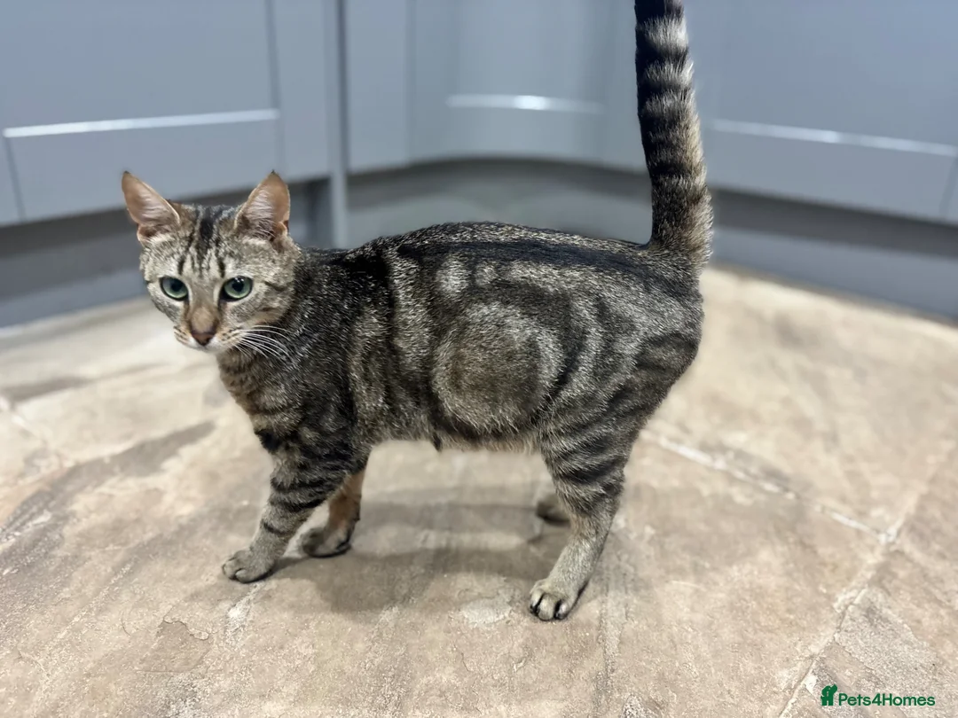 Mixed Breed cats for sale: Gorgeous kittens looking for forever homes - Advert 1