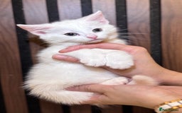 British Shorthair cats for sale: 🎃The Jack Frost Litter–Frost & Pumpkin Whiskers❄️ - Image 31