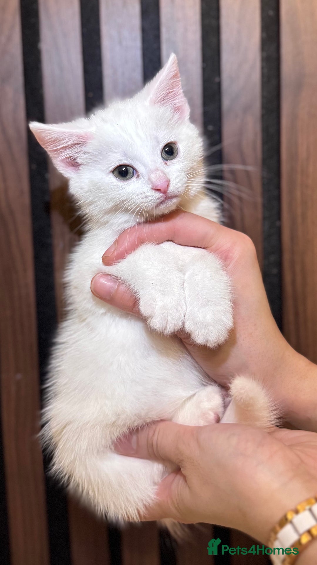 British Shorthair cats for sale: 🎃The Jack Frost Litter–Frost & Pumpkin Whiskers❄️ - Image 31