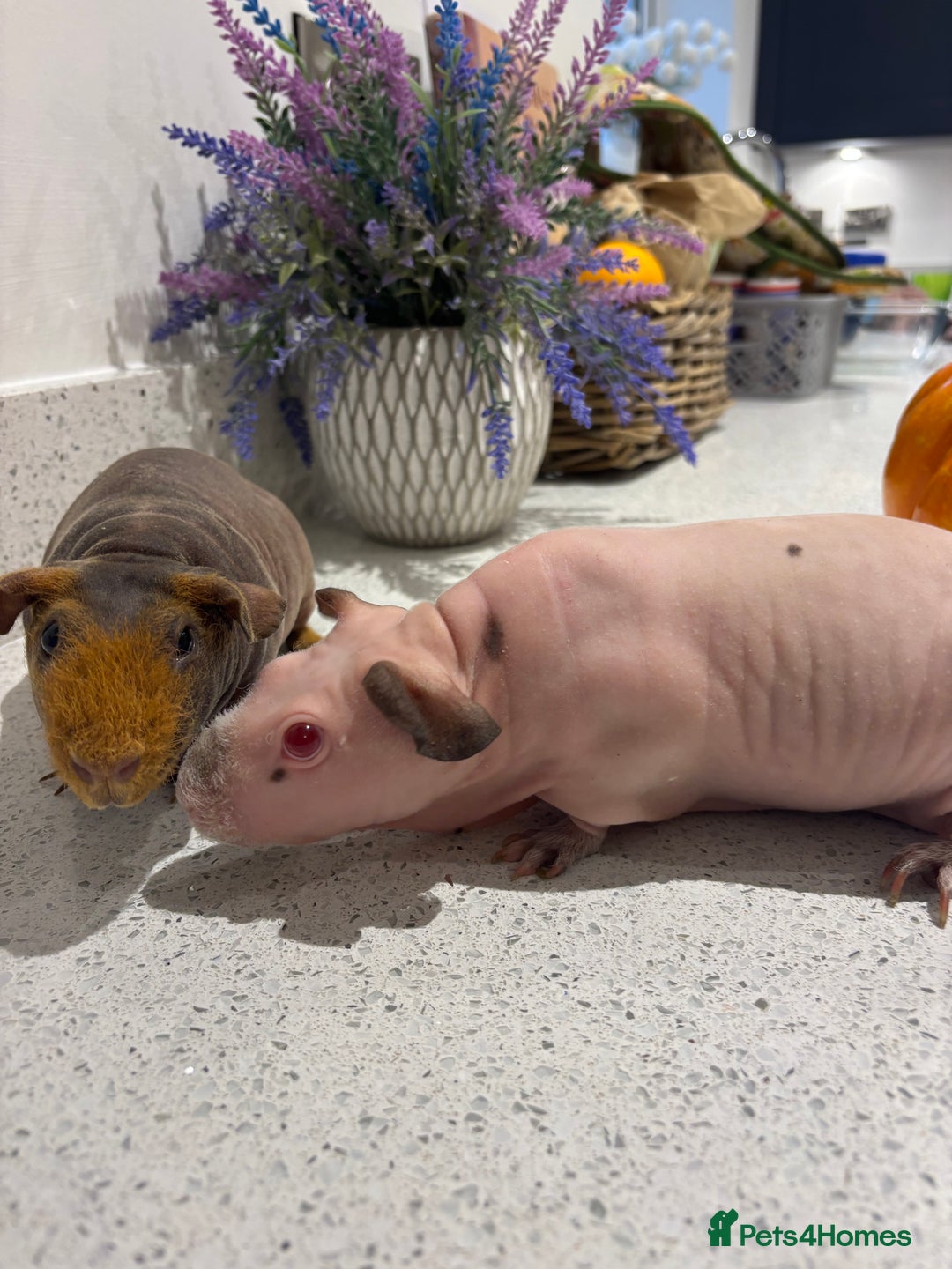 Guinea Pig rodents for sale: X2 one year old super cute skinny pigs  - Image 6