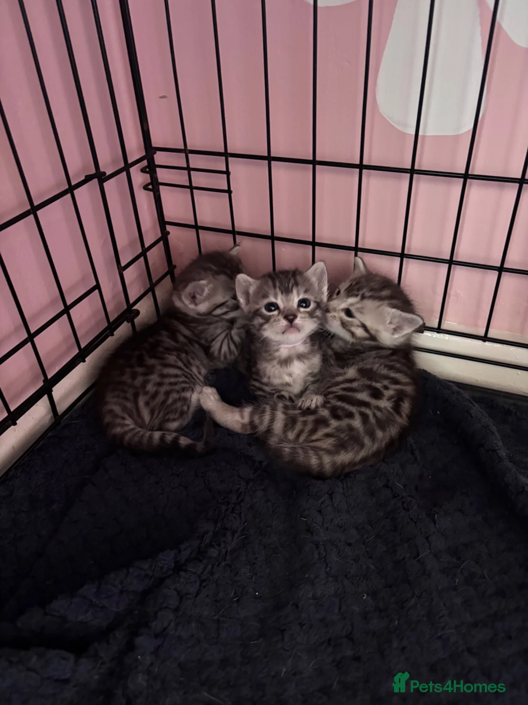 Bengal cats for sale: Bengal mix kittens  - Advert 13