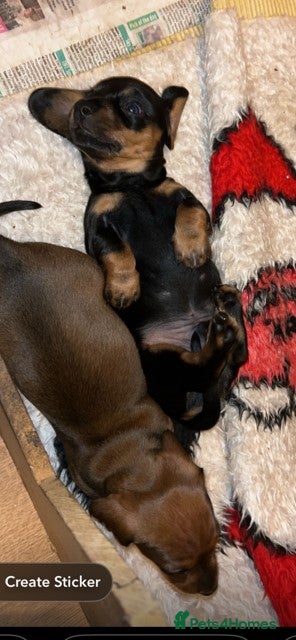Miniature Dachshund dogs Adorable KC Reg Minature Dachshund puppies  - Advert 2