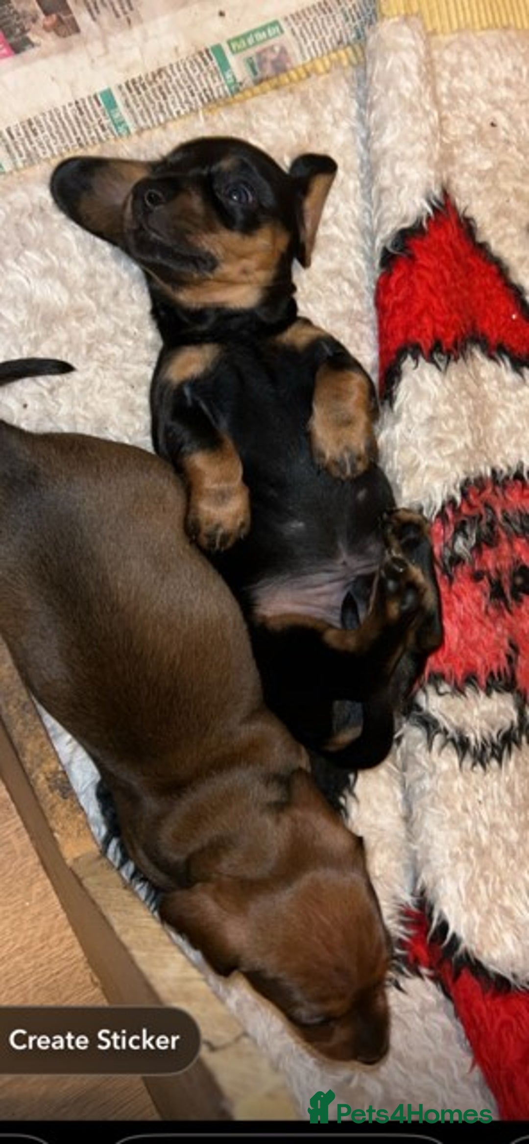 Miniature Dachshund dogs for sale: Adorable KC Reg Minature Dachshund puppies  - Advert 1