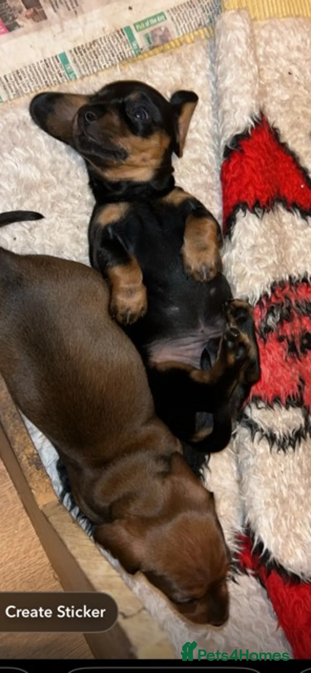 Miniature Dachshund dogs for sale: Adorable KC Reg Minature Dachshund puppies  - Advert 1