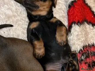 Miniature Dachshund dogs Adorable KC Reg Minature Dachshund puppies - Advert 21