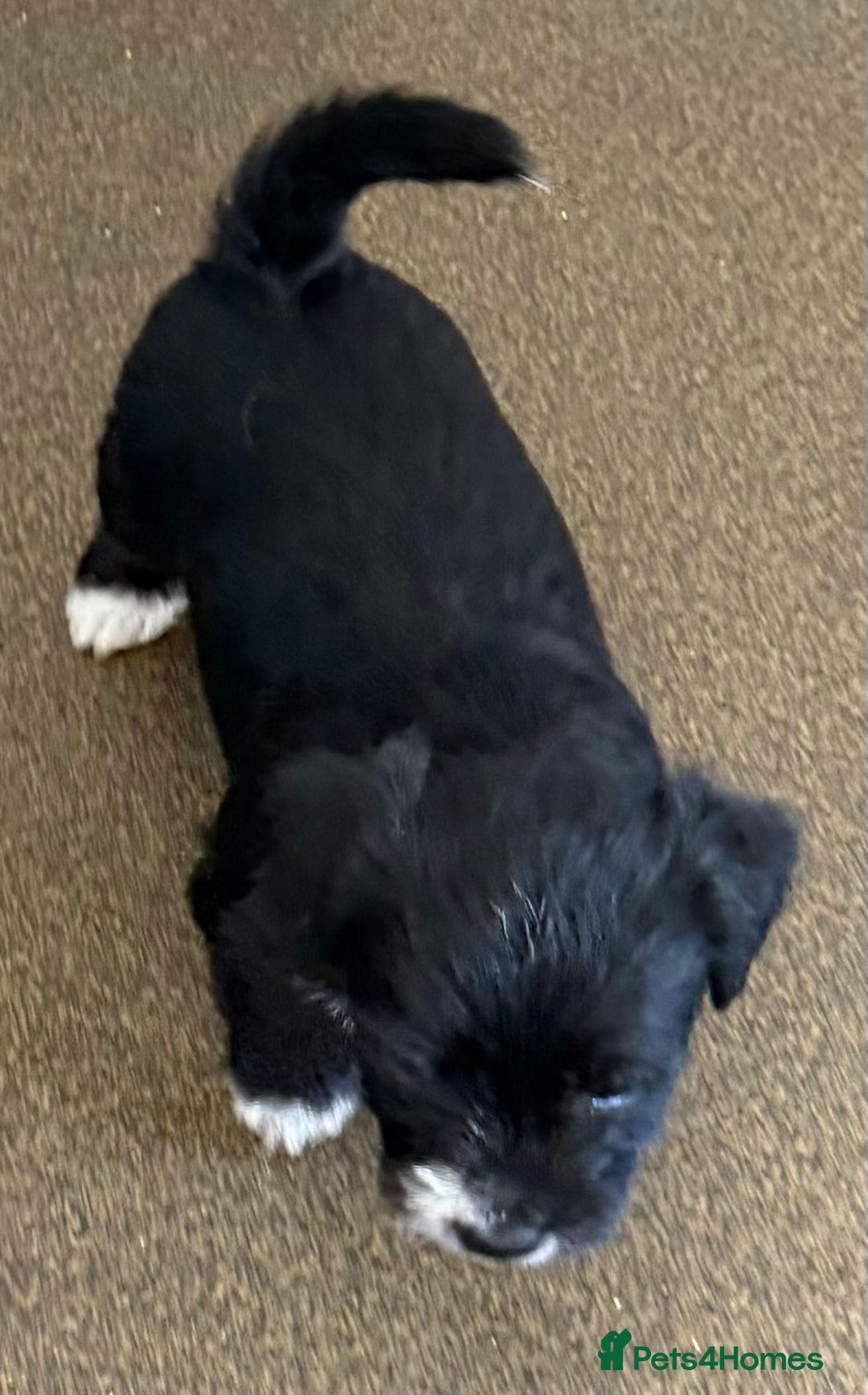 Glen of Imaal Terrier dogs for sale: Rare and beautiful  - Image 13
