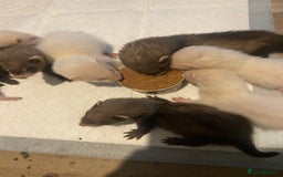 Ferret rodents for sale: Ferrets - Image 13