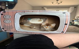 Ragdoll cats for sale: RARE full RAGDOLL BABYS  - Image 23