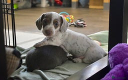 Miniature Dachshund dogs for sale: Miniture dachshund pups  - Advert 16