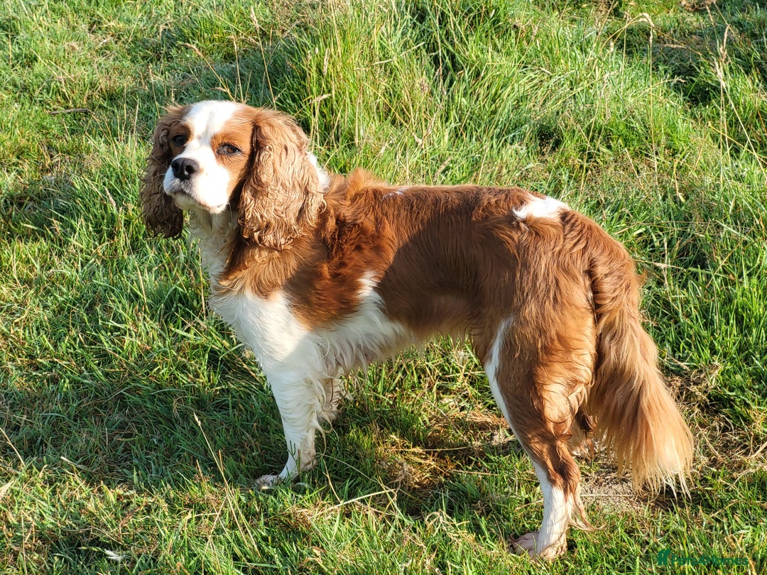 Cavalier King Charles Spaniel dogs for sale: Cavalier king Charles Spaniel - Image 3
