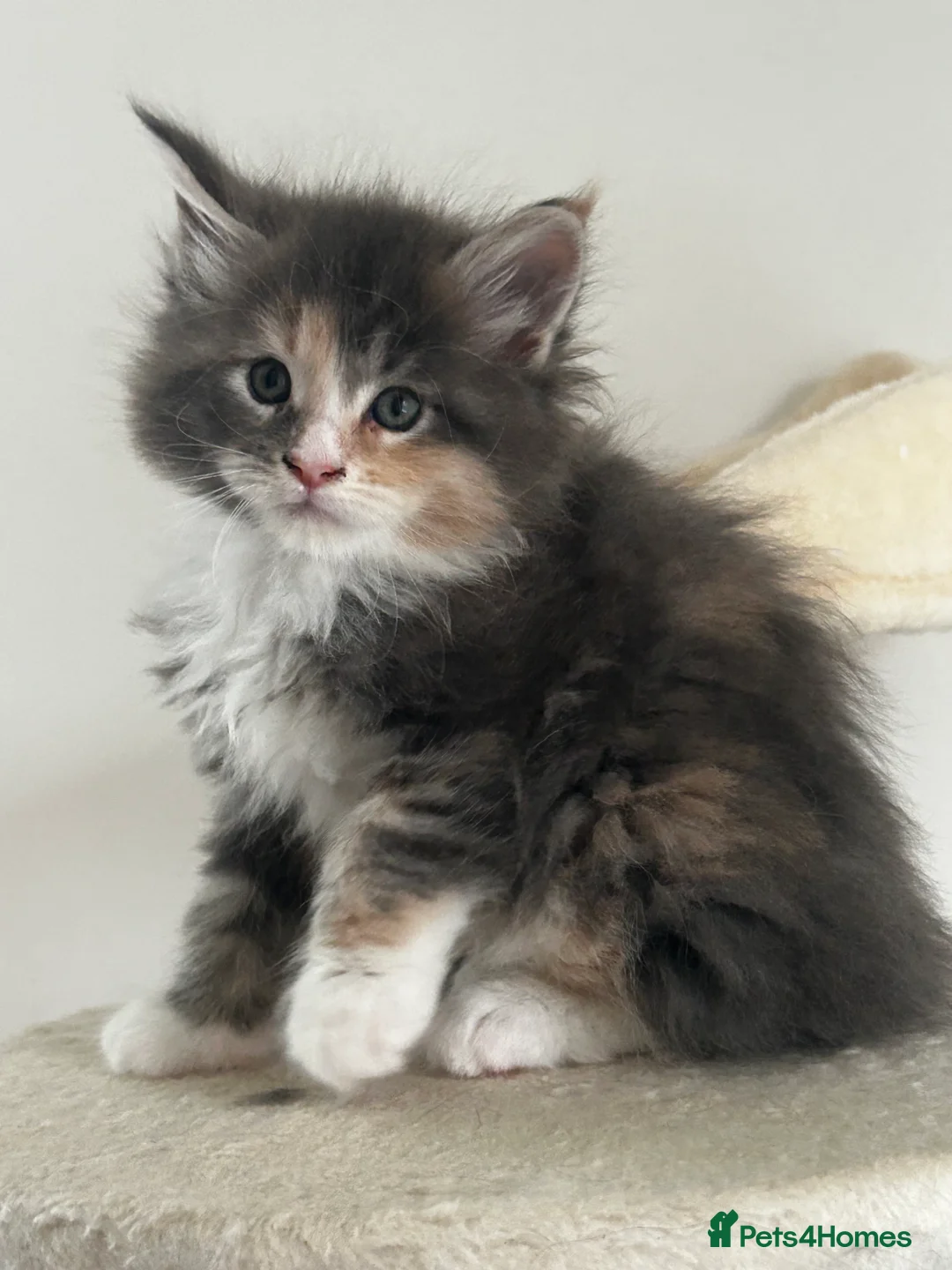 Maine Coon cats for sale: Find Your Purrfect Match! - Advert 30