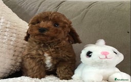 Cockapoo dogs for sale: ADORABLE SMALL MINIATURE F1B COCKAPOO PUPPIES - Image 8
