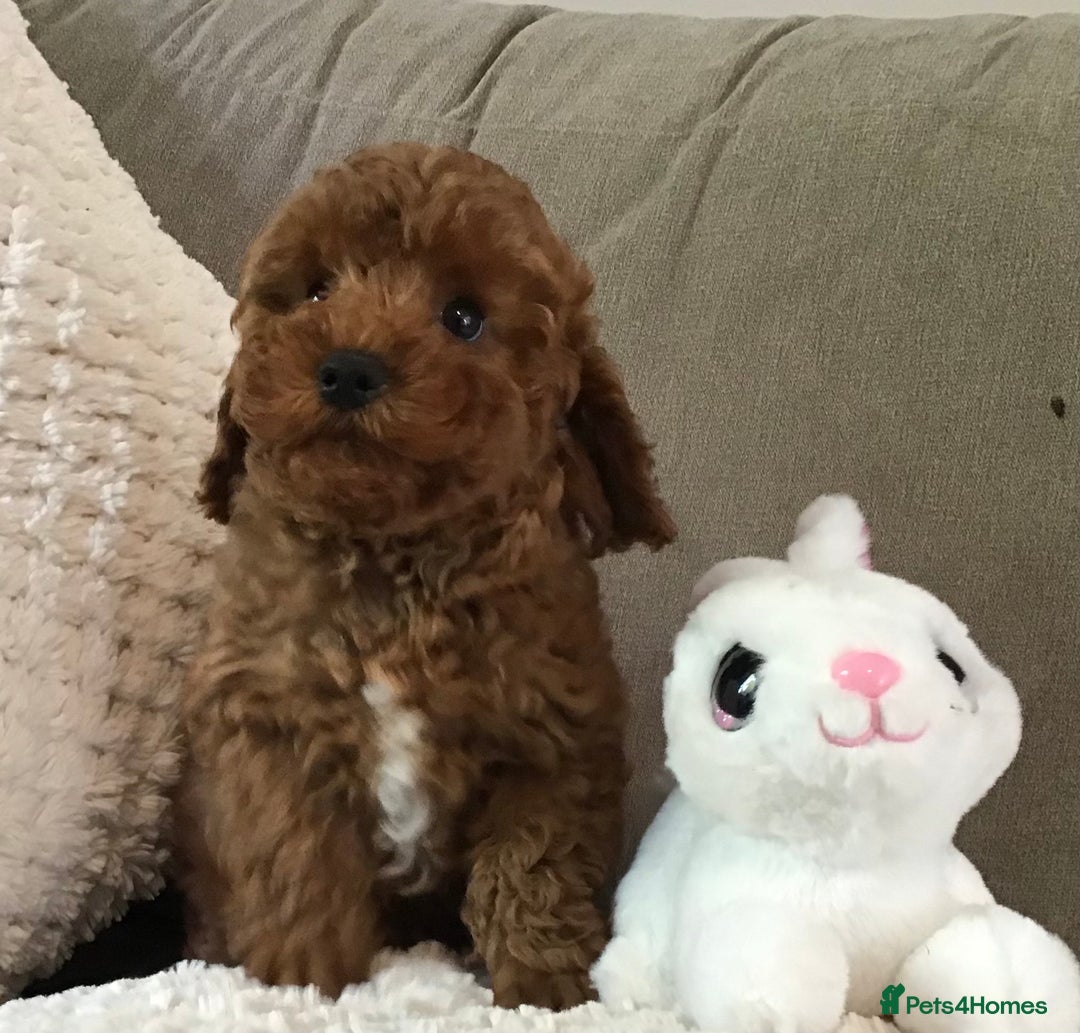 Cockapoo dogs for sale: ADORABLE SMALL MINIATURE F1B COCKAPOO PUPPIES - Image 8