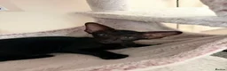 Oriental cats for sale: GCCF Registered Black Oriental Girl - Advert 7