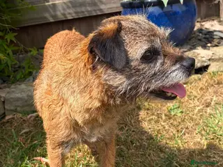 Border Terrier dogs Beautiful slem clear female - Advert 6