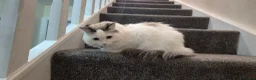 Ragdoll cats for sale: Male Ragdoll Cat - Handsome & Friendly - Advert 7