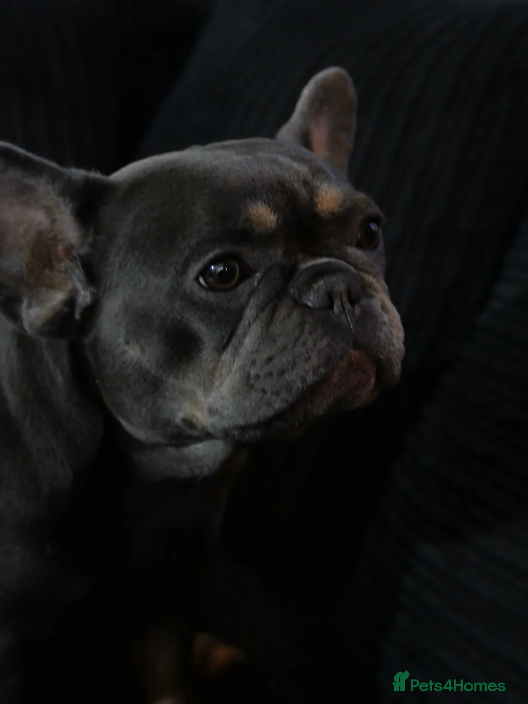 French Bulldog dogs for sale: French bulldog puppies  in Edinburgh - Advert 12