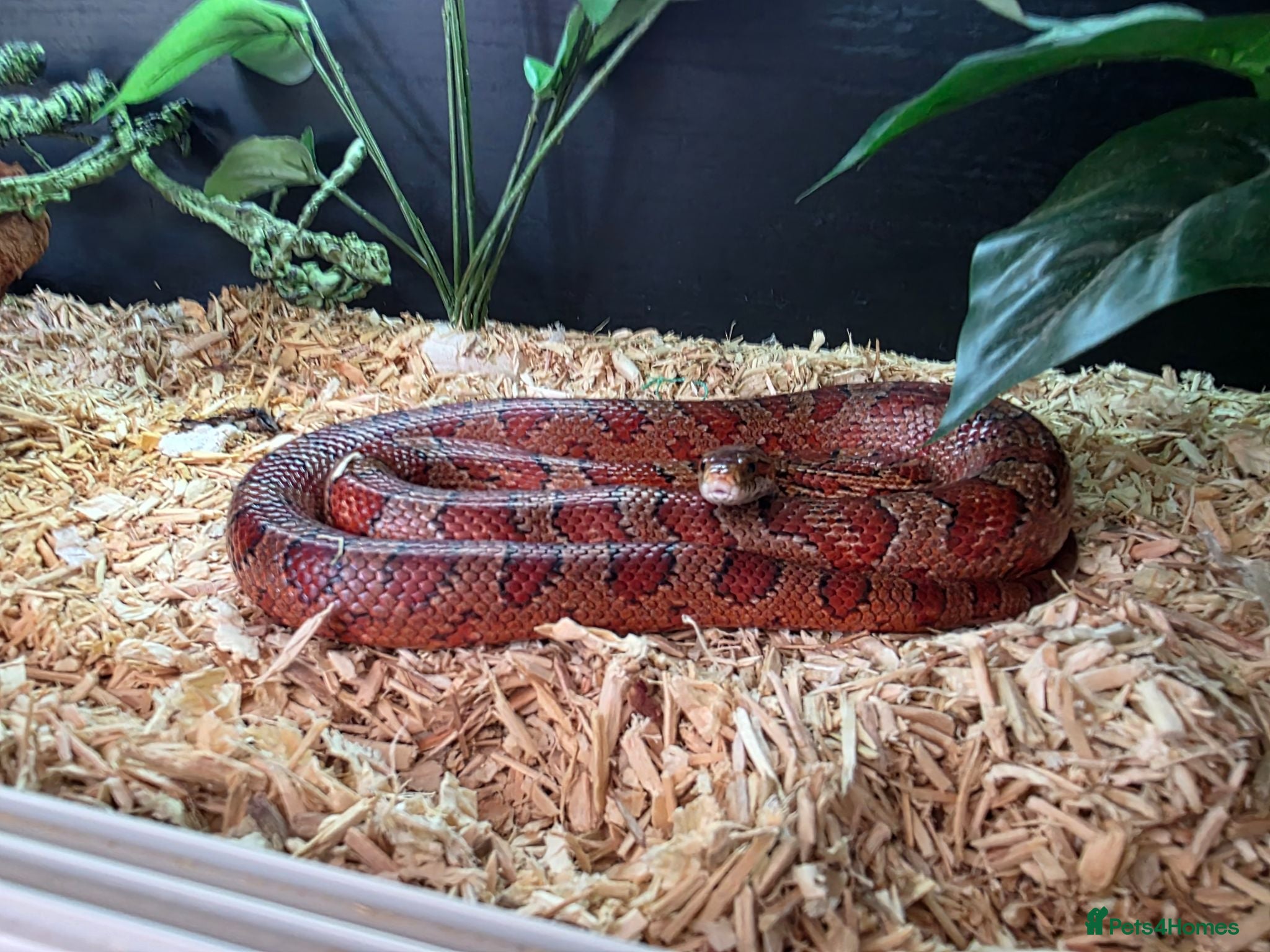 Corn Snake reptiles Corn snake  - Advert 1