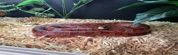 Corn Snake reptiles for sale: Corn snake  - Advert 1