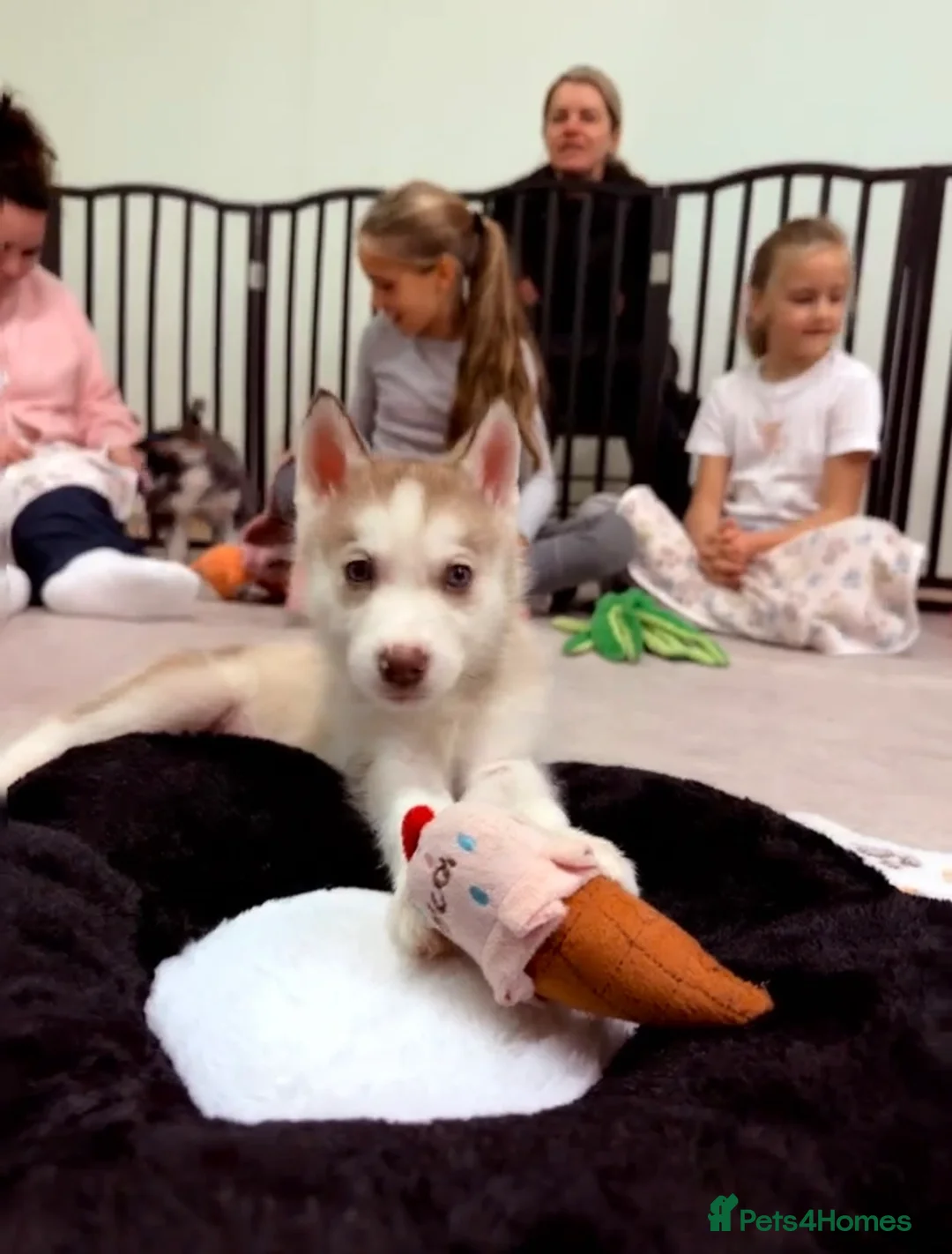 Siberian Husky dogs for sale: 1 PURE SIBERIAN HUSKY PUP LEFT - Advert 2