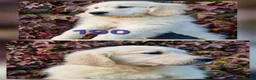 Golden Retriever dogs for sale: Stunning Golden Retrievers - Advert 5