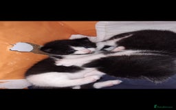Domestic Shorthair cats for sale: Baby girl kitten  - Image 6