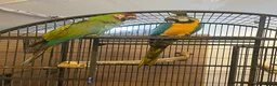 Macaws birds for sale: Bonded Breeding Pair Military, Blue & Gold Macaw - Advert 9