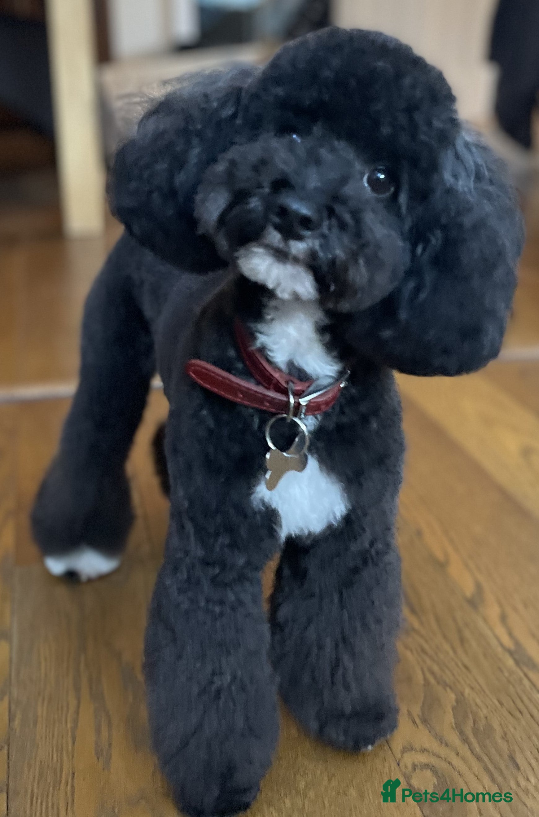 Toy Poodle dogs ADORABLE TOY POODLE FOR STUD in Bromley - Advert 23