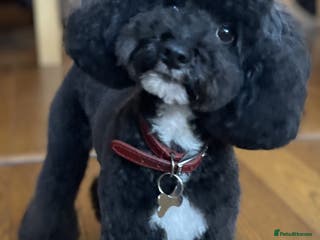 Toy Poodle dogs ADORABLE TOY POODLE FOR STUD in Bromley - Advert 11